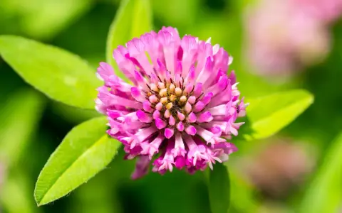 Nahaufnahme einer rosa Klee-Blüte. Manche glauben, Rotklee könnte bei der Gewichtszunahme helfen.