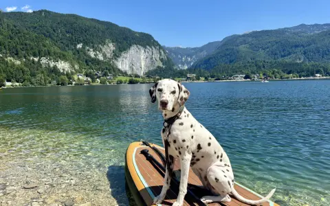 Ein Dalmatiner sitzt auf einem **Stand-up-Paddle mit Hund** am Ufer eines Bergsees.