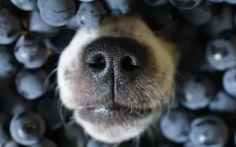 Nez de chien émergeant d'un tas de myrtilles.