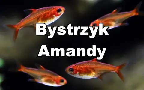 Bystrzyk Amandy: małe, pomarańczowe rybki akwariowe. Poznaj ich wymagania dotyczące hodowli.