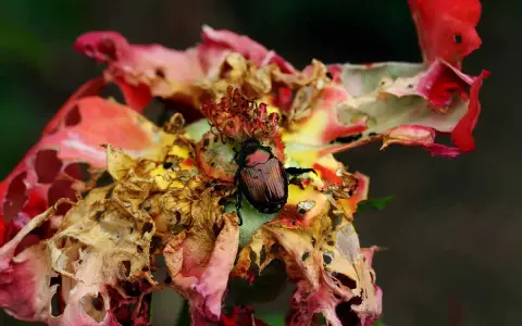 A Japanese beetle feasts on a damaged rose, highlighting the need to know how to get rid of Japanese beetles on roses.