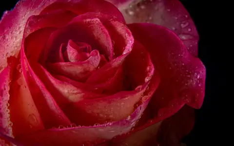 Makrofotografia w domu: czerwona róża z kroplami rosy na płatkach, ukazująca jej delikatną strukturę.