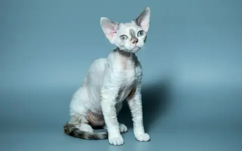 Uroczy devon rex z niebieskimi oczami i falowaną sierścią, siedzi na szarym tle. Cena tego kota może być wysoka.