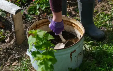 Ręka w fioletowej rękawiczce miesza łopatką płynny obornik koński w starej balii. Ogrodniczka w gumowcach przygotowuje nawóz.