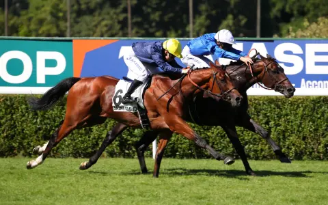 Course hippique : un jockey et son cheval en pleine action, le numéro 6 bien visible.