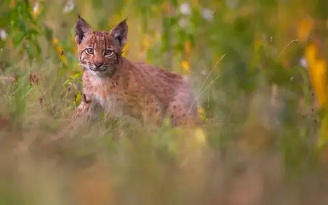 Un jeune lynx, aux yeux vifs, observe depuis l'herbe haute. C'est là où vit le lynx, dans ce paysage verdoyant.