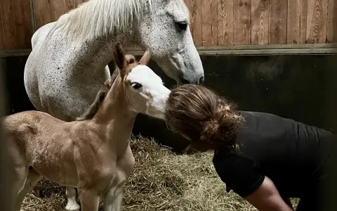 Un poulain, futur étalon poney français de selle, reçoit un tendre baiser de sa propriétaire.
