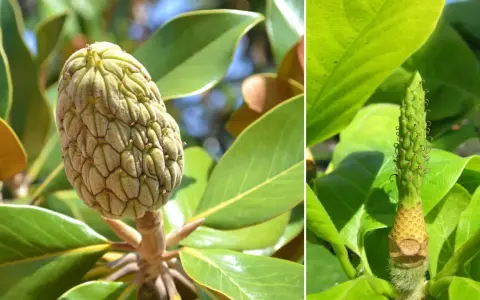 Zielone, łuskowate owocki magnolii otoczone błyszczącymi liśćmi.