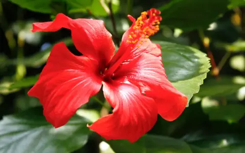 Czerwony hibiskus, piękny kwiat, ale herbata z niego ma przeciwwskazania.