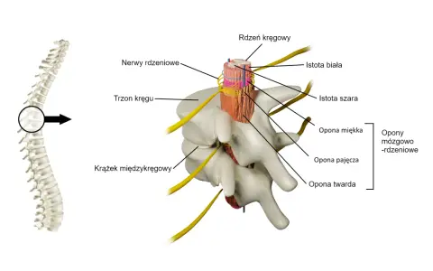 Przekrój przez kręgosłup pokazuje, jak wygląda rdzeń kręgowy otoczony oponami i nerwami, z widoczną istotą szarą i białą.