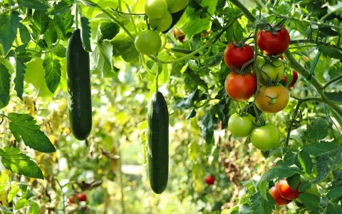 Des concombres et des tomates mûrs pendent des branches, un signe que le travail de planter des légumes porte ses fruits.