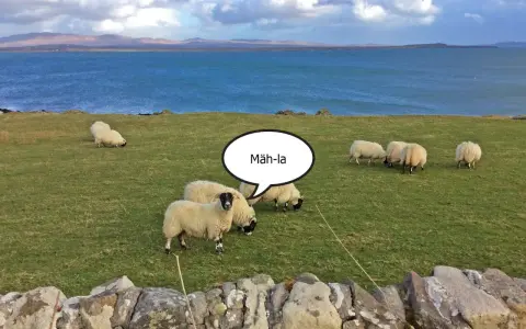 Schafe auf einer grünen Wiese am Meer. Eine Sprechblase über einem Schaf erklärt die "Islay Aussprache": "Mäh-la".