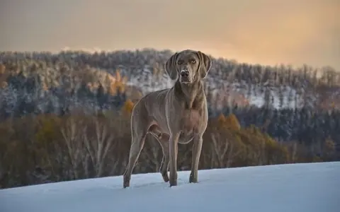 Chien Weimaraner dans la neige, le museau légèrement couvert de givre, rappelant le syndrome queue de cheval chien par sa posture fière.