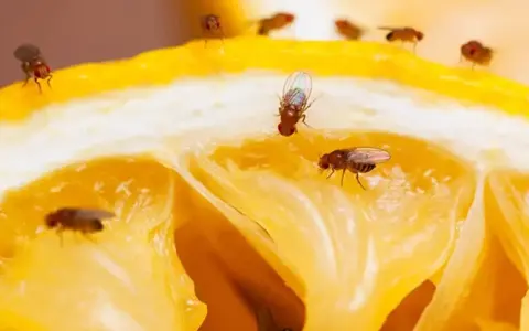 Un limón cortado atrae a varias moscas de la fruta, que se posan en su jugosa pulpa amarilla.