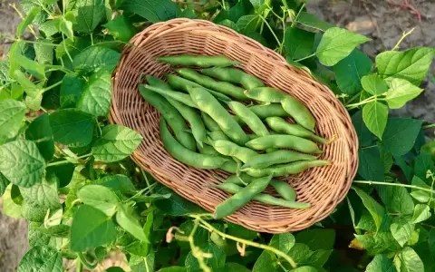 Un panier de haricots verts frais, prêts à être semés. La nature nous rappelle quand semer les haricots pour une récolte abondante.