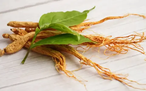 Racines de ginseng séchées avec des feuilles vertes. Découvrez comment consommer le ginseng pour ses bienfaits.