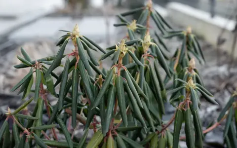 Rododendron z oklapniętymi liśćmi, czekający na wiosenne słońce.