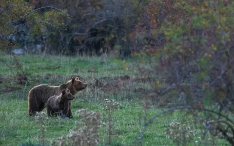 Orso marsicano con cucciolo in un prato verde, habitat naturale.