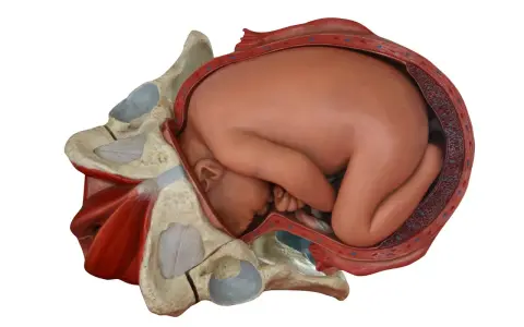 Model anatomiczny pokazuje, jak wygląda pochwa przed porodem, z główką dziecka wstawioną do miednicy.