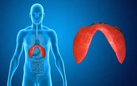 Anatomia człowieka z uwydatnioną przeponą. Odnogi przepony, kluczowe dla oddychania, są pokazane w czerwonym kolorze.