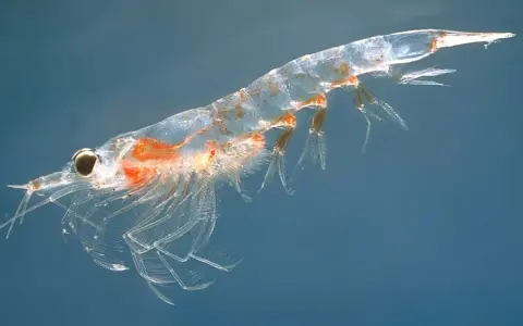Un krill translúcido, uno de los animales marinos en peligro de extinción, nada en aguas azules.