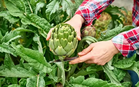 Main d'un jardinier coupant un artichaut vert. Une astuce pour savoir comment enlever les pucerons sur les artichauts : inspectez bien les feuilles.