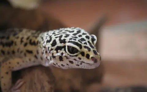 Gekon lamparci z charakterystycznym cętkowanym wzorem na skórze.