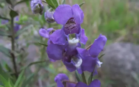 En klunga lila blommor av angelonia angustifolia, med gröna blad och en suddig bakgrund.