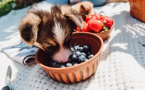 Szczeniak Corgi wącha miseczkę z borówkami, zastanawiając się, czy pies może jeść borówki. Obok miseczka z truskawkami.