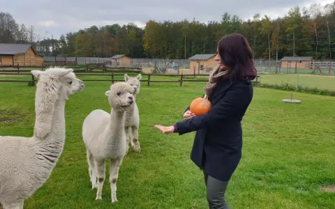 Miła pani karmi alpaki dynią na terenie **dobronianki - mini zoo, agroturystyka**.
