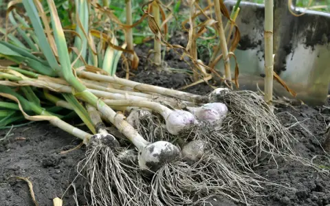 Frisch geernteter Knoblauch mit Wurzeln liegt auf dunkler Erde. Eine Schaufel ist im Hintergrund zu sehen, bereit für weitere Ernte.