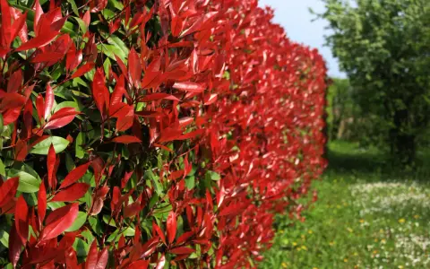 Un mur végétal de photinia aux feuilles rouges éclatantes, contrastant avec le vert des arbres et l'herbe fleurie.