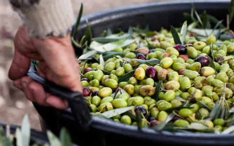 Mano che solleva un cesto pieno di olive fresche, pronte per la raccolta.