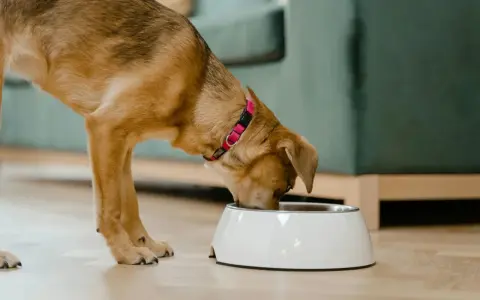 Un chien mange dans sa gamelle. Il apprécie son repas, peut-être enrichi de legume pour chien.