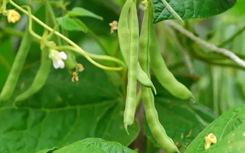 Gousses de haricots verts pendant sur leur tige, prêtes pour la récolte. Une tradition dit qu'il faut semer les haricots avec la lune.