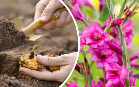 Sadzenie cebulek mieczyków, które zakwitną pięknymi, różowymi gladiole kwiaty.