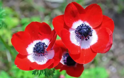 Trois anémones aux pétales rouge vif, un cœur blanc et un centre noir profond. Une grosse fleur rouge qui attire le regard.