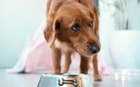 Chien brun regardant une gamelle vide, pensant aux aliments interdits pour insuffisance rénale chien.