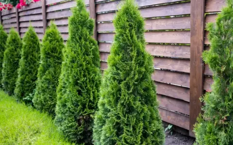 Rząd zielonych, stożkowatych tui tworzy naturalną barierę przy drewnianym płocie. Różne rodzaje tui mogą być sadzone obok siebie.