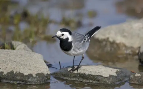 Una lavandera blanca, con su plumaje distintivo, se posa sobre una roca mojada junto a un arroyo.