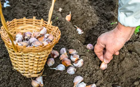 Mano che pianta spicchi d'aglio nel terreno. Ottimo momento per capire cosa piantare a dicembre e preparare il raccolto futuro.
