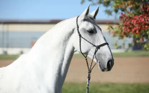 Ein weißer Lipizzaner mit schwarzem Halfter steht vor einer Herbstkulisse. Seine eleganten Lipizzaner Farben sind ein Blickfang.