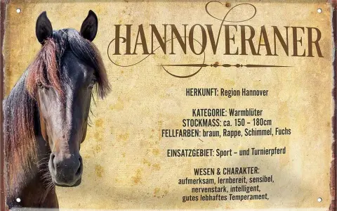 Ein brauner Hannoveraner mit detailliertem Steckbrief. Er ist ein Warmblüter, ideal für Sport und Turniere.