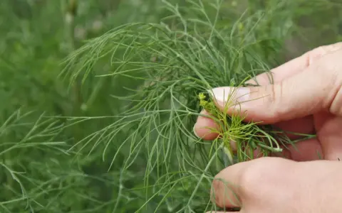 Hände ernten frischen Dill. Zarte grüne Zweige mit feinen Blättern werden vorsichtig gepflückt.