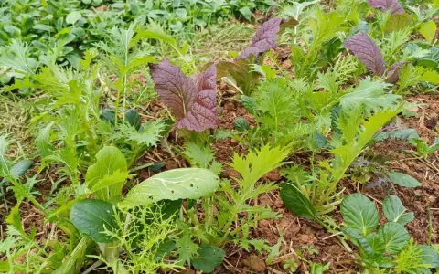 Champ de laitue brune d'hiver, avec des feuilles vertes dentelées et des touches de pourpre. Les jeunes pousses promettent une récolte savoureuse.