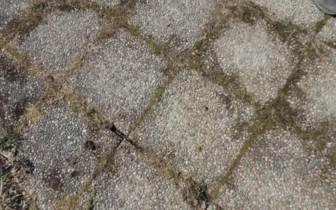 Grå stenplattor med mossa mellan fogarna. Ett klassiskt husmorstips för att ta bort mossa på stenplattor kan behövas här.