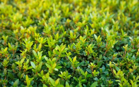 Gros plan sur un buisson de myrte en pleine croissance, ses feuilles vertes vives promettent une floraison éclatante. L'entretien de ce myrte fleurie est essentiel pour sa beauté.
