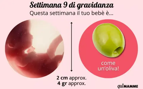 A 9 settimane di gravidanza, il feto è grande come un'oliva, circa 2 cm e 4 grammi.