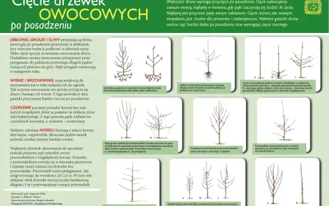 Jak przycinać jabłonie wiosną? Kompletny poradnik krok po kroku