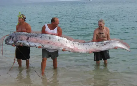 Tre uomini sorridono mentre tengono un pesce remo, un pesce che potrebbe far pensare a qual è il pesce più grande del mondo.